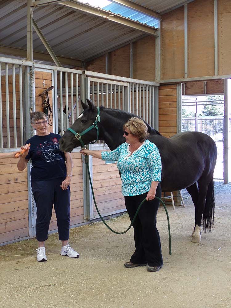 Feeding horse carrots 